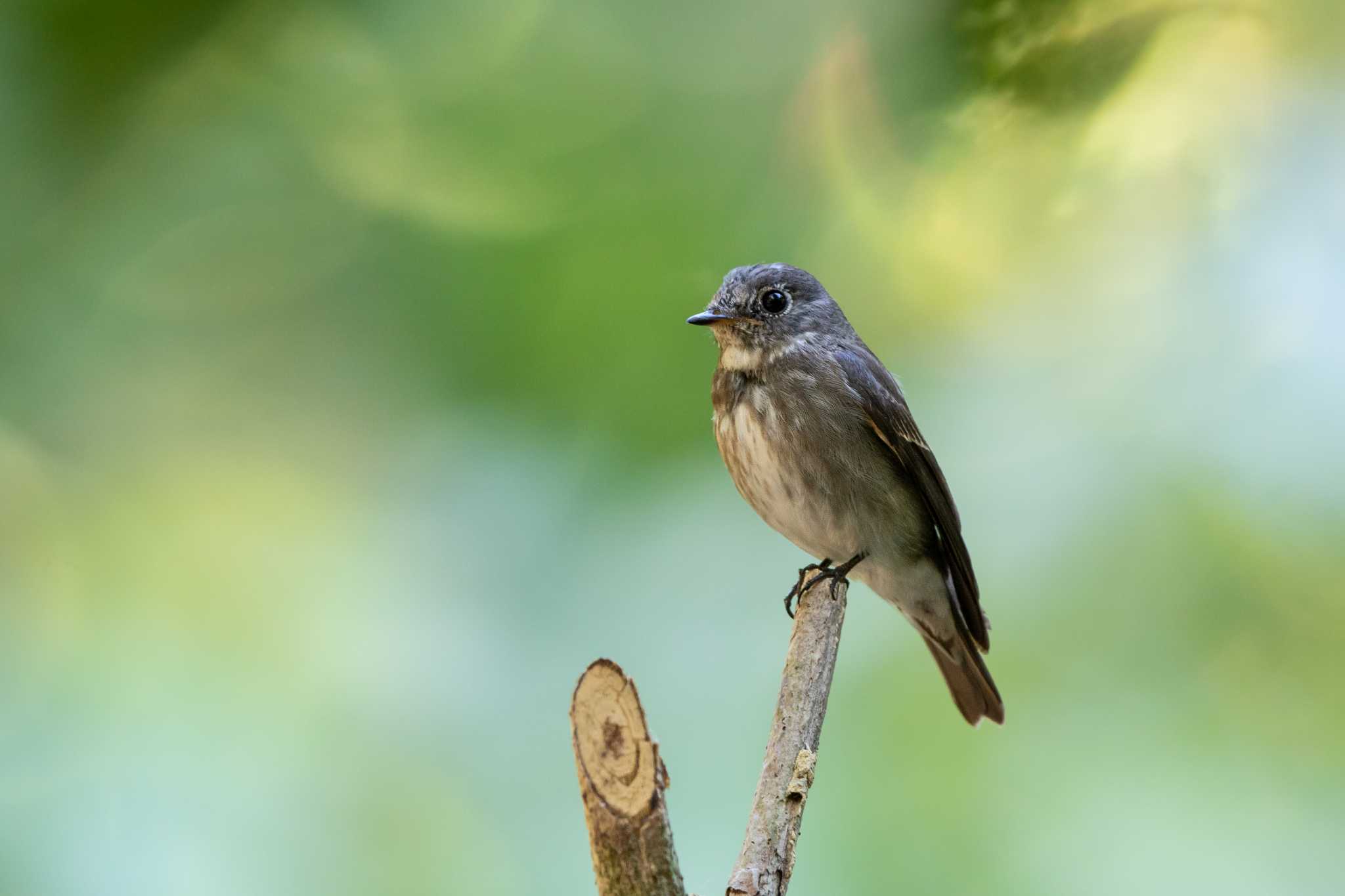 Photo of Dark-sided Flycatcher at Sri Phang-nga NP by Trio