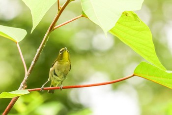 メジロ 三ツ池公園(横浜市鶴見区) 2019年7月5日(金)