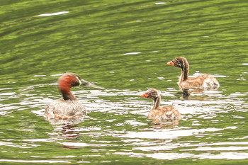 2019年7月5日(金) 三ツ池公園(横浜市鶴見区)の野鳥観察記録