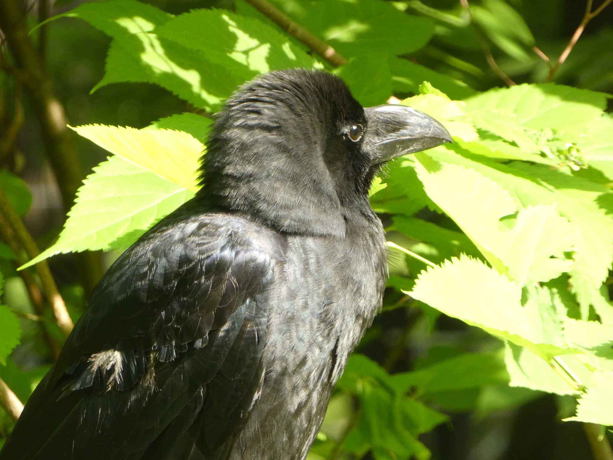 円山公園 ハシブトガラスの写真 by Kozakuraband