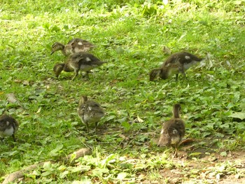 2019年7月4日(木) 円山公園の野鳥観察記録