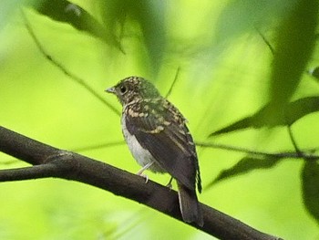 Asian Brown Flycatcher 岐阜 Fri, 7/5/2019