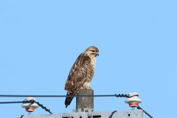 Eastern Buzzard Kushiro Port Tue, 12/25/2018