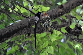 サンコウチョウ 静岡県立森林公園 2019年6月28日(金)