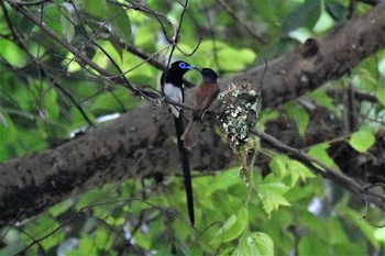 サンコウチョウ 静岡県立森林公園 2019年6月28日(金)