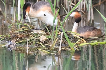 カンムリカイツブリ 余呉川 2019年7月6日(土)