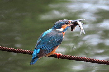 カワセミ 善福寺公園 2019年7月6日(土)