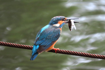 カワセミ 善福寺公園 2019年7月6日(土)