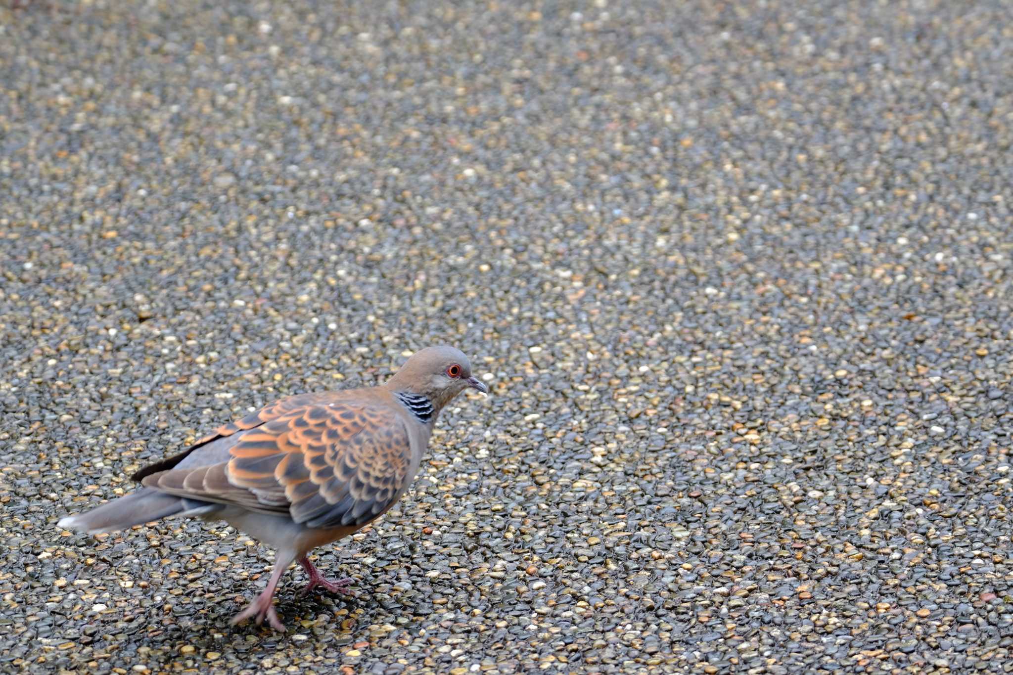 Photo of Oriental Turtle Dove at Kasai Rinkai Park by toru