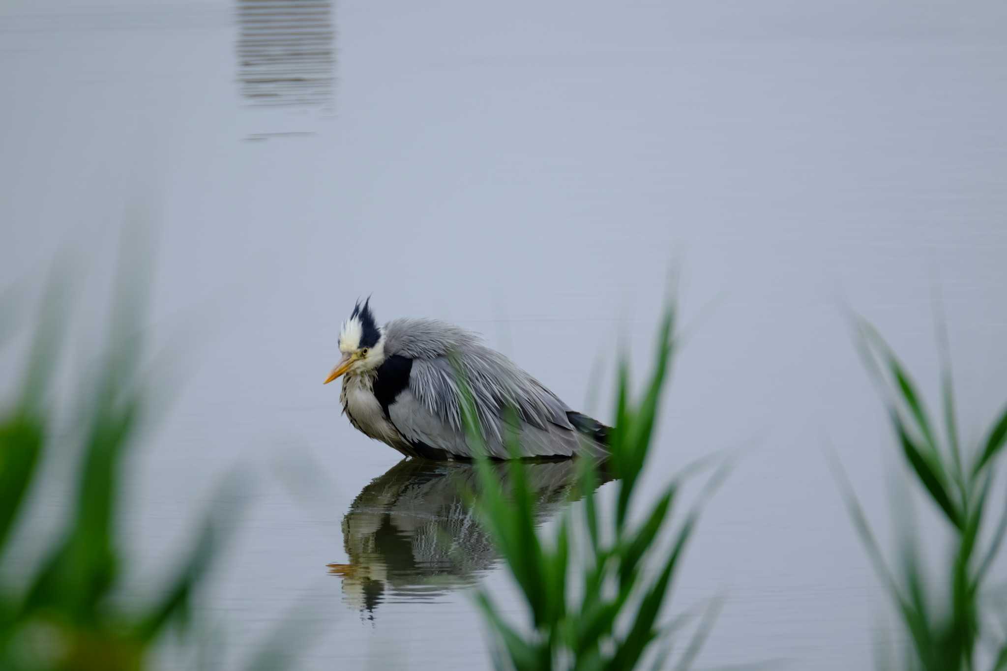 Grey Heron