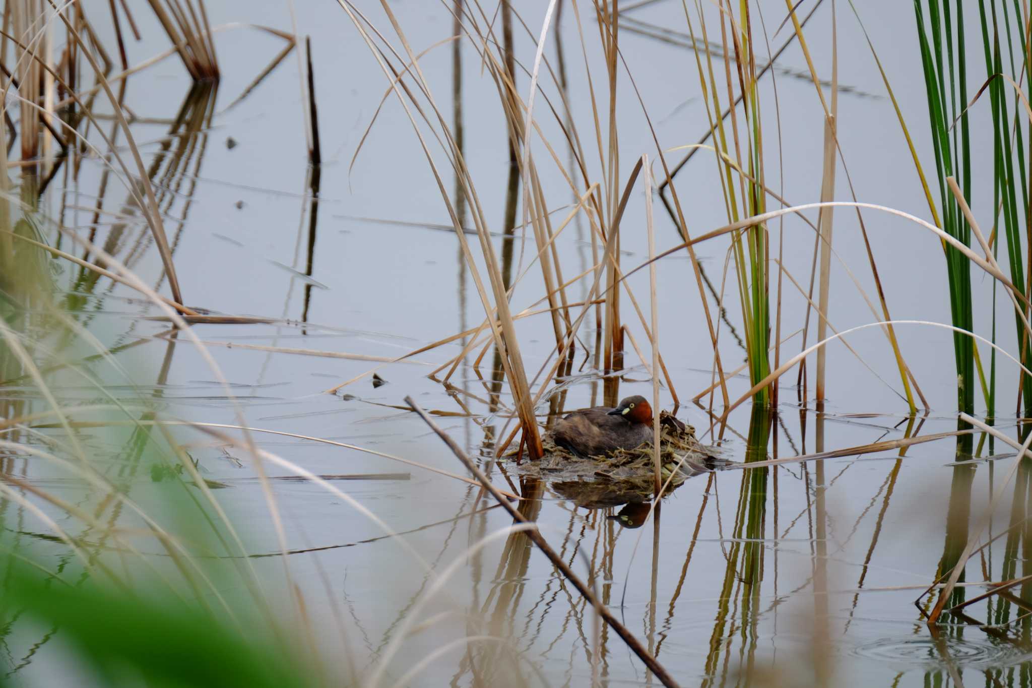 Little Grebe