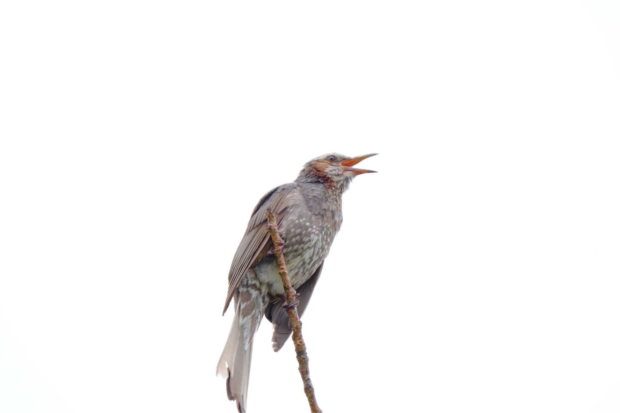 Brown-eared Bulbul