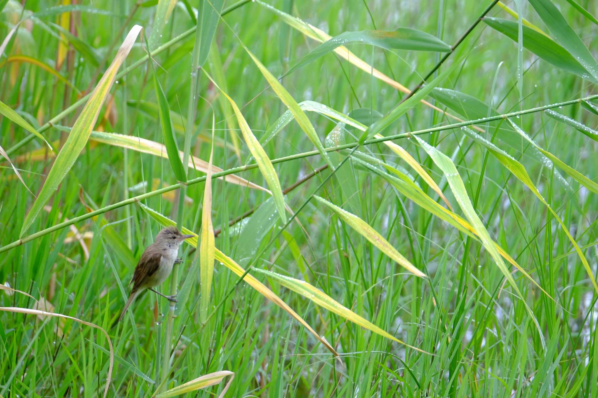 Photo of Oriental Reed Warbler at Kasai Rinkai Park by toru