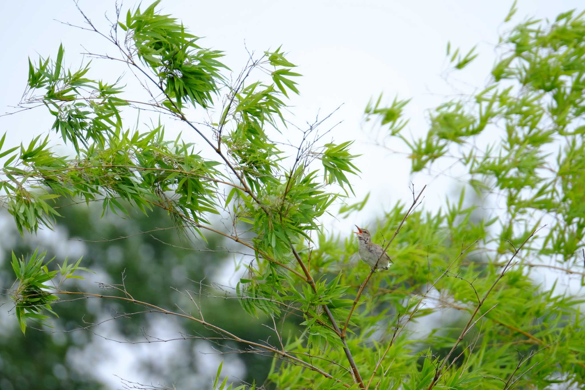 Oriental Reed Warbler