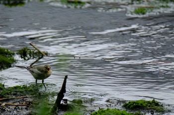 Sat, 7/6/2019 Birding report at Kasai Rinkai Park