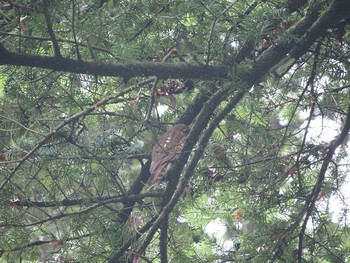 2019年7月6日(土) 多摩森林科学園の野鳥観察記録