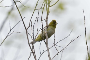 メジロ 滋賀県希望が丘文化公園 2019年7月6日(土)