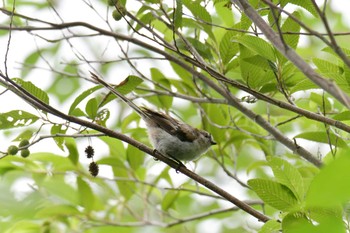 エナガ 滋賀県希望が丘文化公園 2019年7月6日(土)