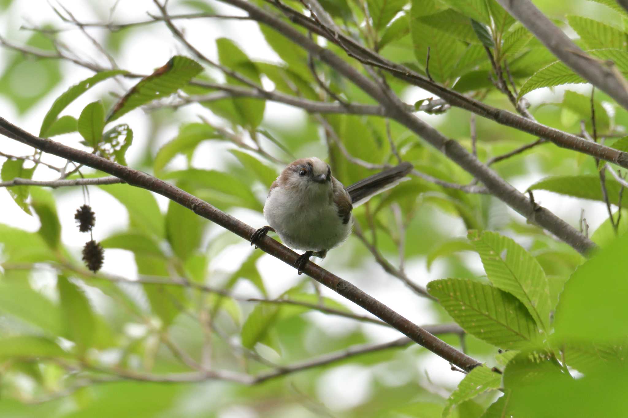 滋賀県希望が丘文化公園 エナガの写真 by masatsubo