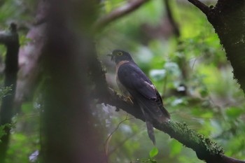 ジュウイチ 場所が不明 2019年7月6日(土)