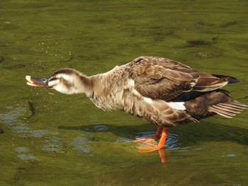 Eastern Spot-billed Duck 鴨川デルタ Sat, 7/6/2019