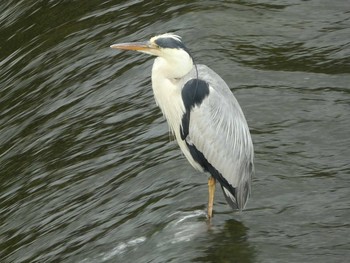 2019年7月6日(土) 境川(境橋付近)の野鳥観察記録