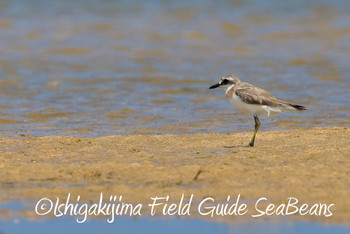 Greater Sand Plover Ishigaki Island Sat, 7/6/2019