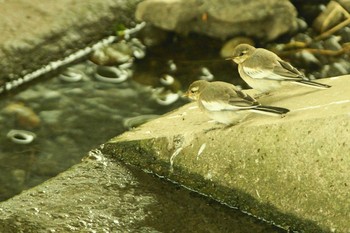 ハクセキレイ 野川 2019年6月30日(日)