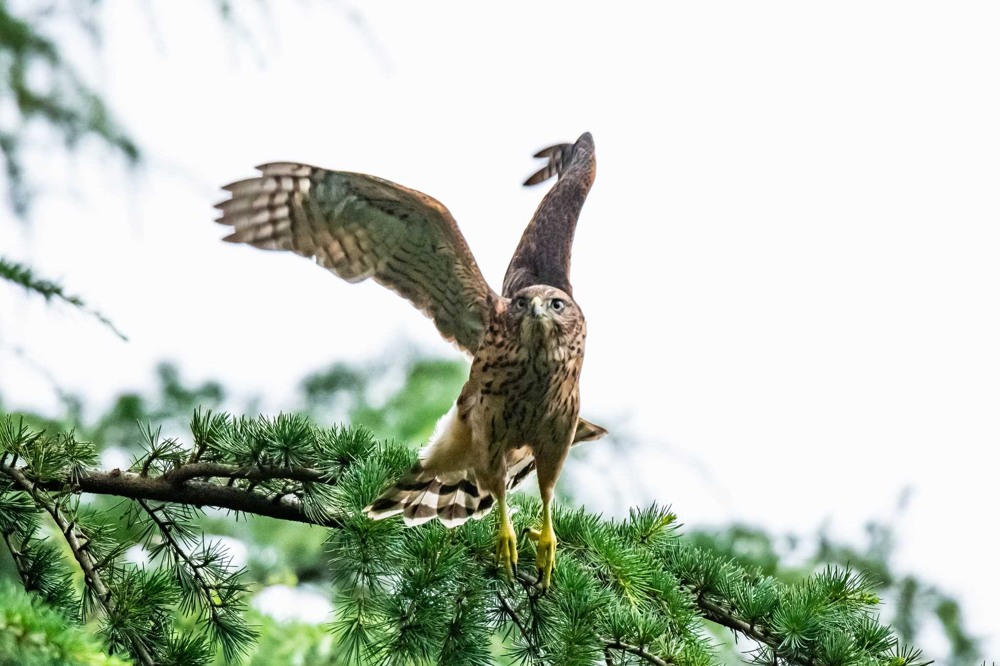 オオタカの幼鳥 by good!tk