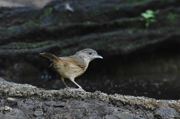 Brown-cheeked Fulvetta