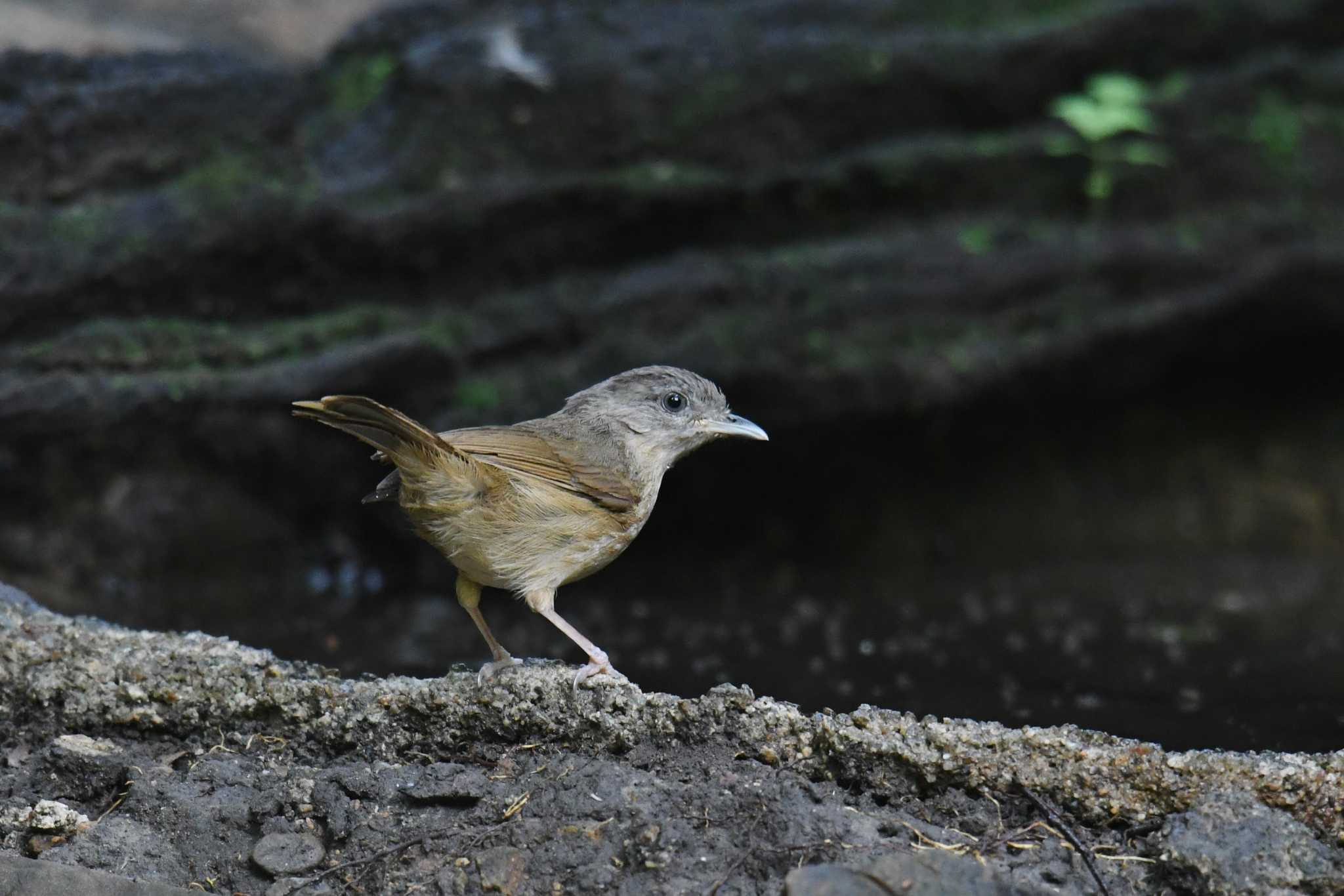 Photo of Brown-cheeked Fulvetta at Kaeng Krachan National Park by あひる