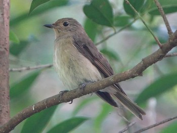 Blue-and-white Flycatcher 海上の森 Sun, 7/7/2019