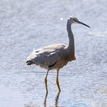 カオジロサギ Bunbury Big Swamp Reserve 2019年5月6日(月)