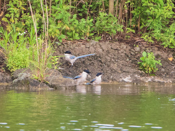 2019年7月6日(土) 都立浮間公園の野鳥観察記録