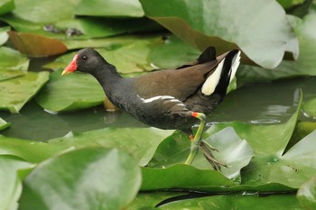 2019年7月7日(日) 北海道　七飯町　大沼公園の野鳥観察記録