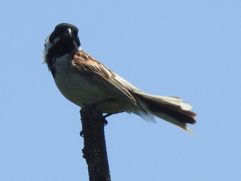 Common Reed Bunting 札幌モエレ沼公園 Mon, 7/8/2019