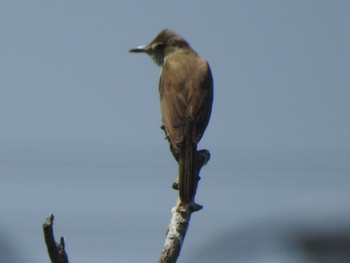 Oriental Reed Warbler 札幌モエレ沼公園 Mon, 7/8/2019