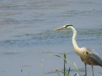 Grey Heron 札幌モエレ沼公園 Mon, 7/8/2019