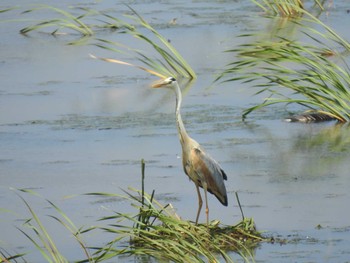 Grey Heron 札幌モエレ沼公園 Mon, 7/8/2019