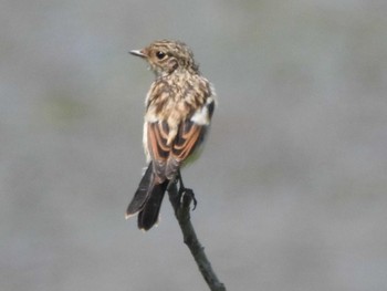 Amur Stonechat 札幌モエレ沼公園 Mon, 7/8/2019