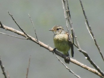 Amur Stonechat 札幌モエレ沼公園 Mon, 7/8/2019