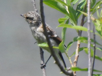 Amur Stonechat 札幌モエレ沼公園 Mon, 7/8/2019