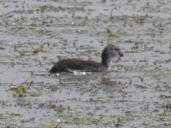 Eurasian Coot 札幌モエレ沼公園 Mon, 7/8/2019