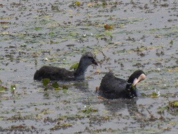 Eurasian Coot 札幌モエレ沼公園 Mon, 7/8/2019