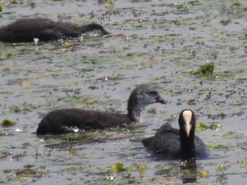 オオバン 札幌モエレ沼公園 2019年7月8日(月)