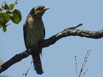 Eurasian Wryneck 札幌モエレ沼公園 Mon, 7/8/2019