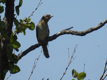 Eurasian Wryneck 札幌モエレ沼公園 Mon, 7/8/2019