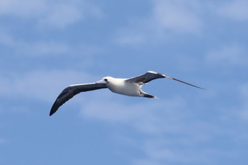 アカアシカツオドリ 小笠原諸島航路 2019年7月4日(木)