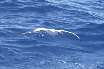 Red-footed Booby