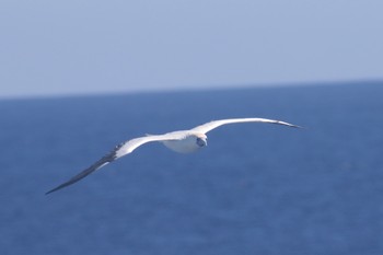 アカアシカツオドリ 小笠原諸島航路 2019年7月3日(水)